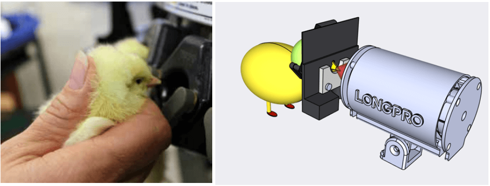 小雞燙嘴.jpg 小雞燙嘴.jpg
